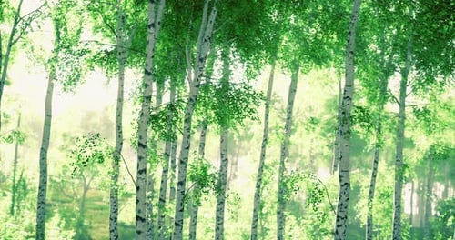 Sunlight Filtering Through Lush Trees in a Serene Forest Grove