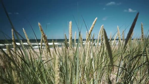 There is wavy sea and beach behind the herbs.