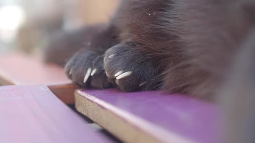 Pattes de chat posées sur une surface en bois à l'extérieur