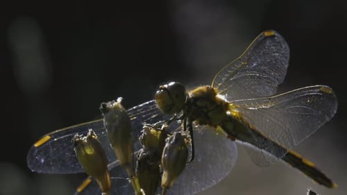 Libélula em uma flor