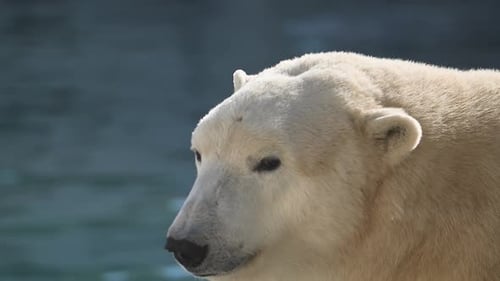 Wunderschöne Porträtaufnahmen von Eisbären in Naturlandschaft in der Nähe von kaltem Wasser des Ozeans schwimmen