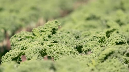 plan de chou frisé dans un champ