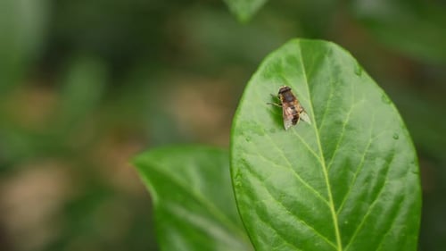Fly Resting on a Green Leaf in Nature