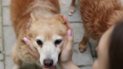 Woman lovingly pets a dog outside on patio