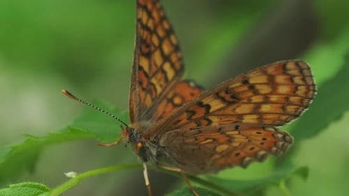 Detailed Close-Up of Beautiful Orange Butterfly on Leaf