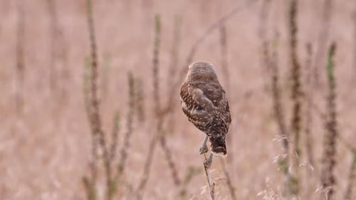 Burrowing Owl perched on a branch as another lands nearby