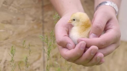Close up of farmer holding chick in hands