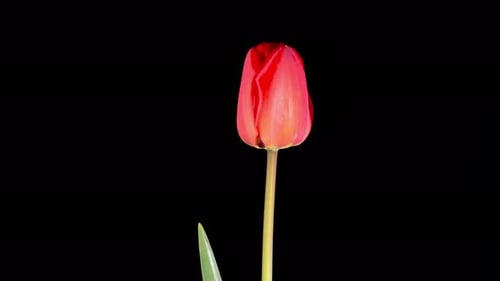 Time Lapse of a Red Tulip Blooming on Black