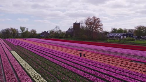 Vue aérienne de champs de tulipes colorés à Keukenhof, Hollande-Septentrionale, Pays-Bas.