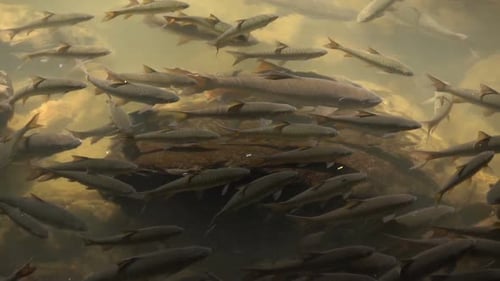 Fishes In River