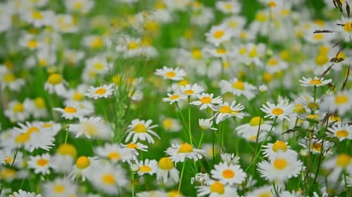 Chamomile Flowers on a Sunny Day