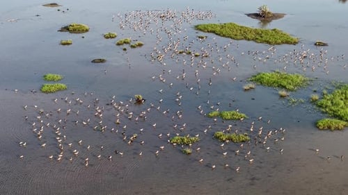 Aerial drone view of sandpipers feeding in tidal mudflat