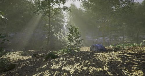 Sunlight Illuminating a Serene Forest Path During Early Morning Hours