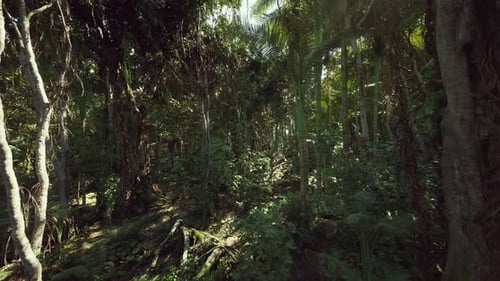 Secluded Forest Hollow Under Dappled Light Wildlife Hideout