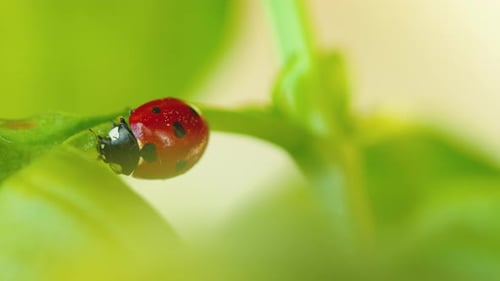 Ladybug in the Green Grass in the Forest