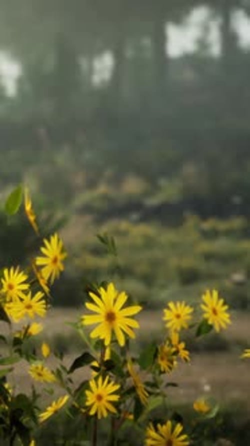 A Vibrant Field of Yellow Flowers