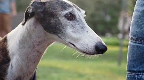 Windhunde während eines Treffens im Freien aufmerksam beobachten