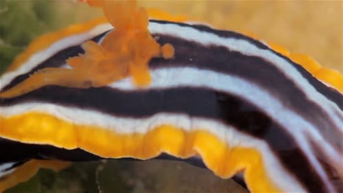 Chromodoris Annae Striped Sea Slug during low tide