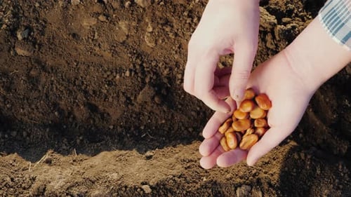 Hands Planting Seeds in Soil, Rural Agriculture