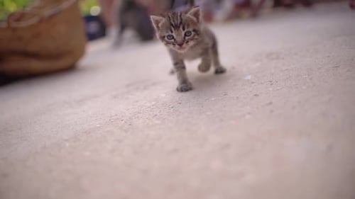 Pequenos gatinhos fofos dormem na cesta aprendendo a andar ao ar livre. Adorável retrato de gatinhos recém-nascidos
.