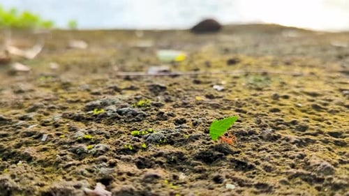 Winzige Blattschneiderameise, die grüne Blätter über unebenen Erdboden trägt