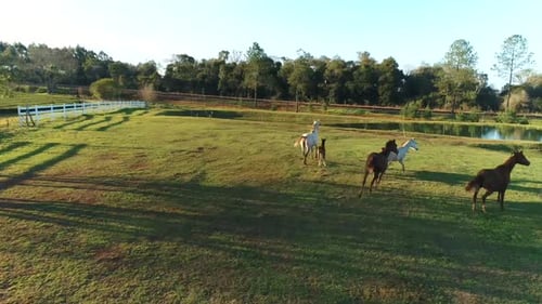 Majestic Wild Horses Running Free Across Vast Green Rural Landscapes