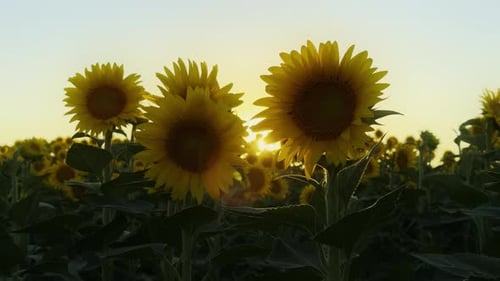 Golden Yellow Sunflower Plant In Field In Warm Sunlight 64