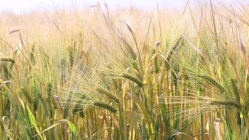 Sunny Wheat Field 14