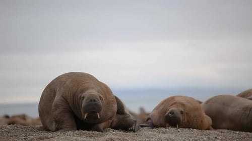 A Walrus Scratching its back and then looking arounc