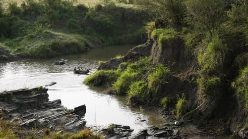 Wildebeest cross narrow river in single file, great animal migration