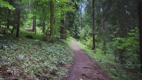 Walking Through Narrow Pathway Along The Forest Mountain Edge In Slovakia Carpathians. POV