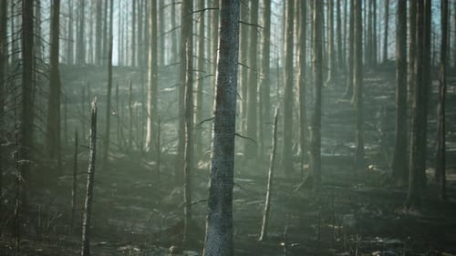 Un paisaje forestal carbonizado y desolado después de un devastador incendio