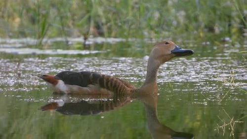 whisling duck fear for hunter in sky UHD MP4 4k .