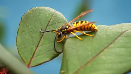 Bee - 2K