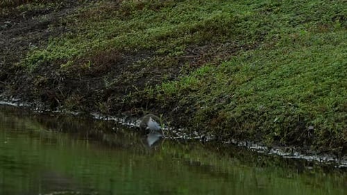 Spotted sandpiper drinking water