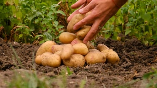 Harvesting Potatoes in the Garden Selective Focus
