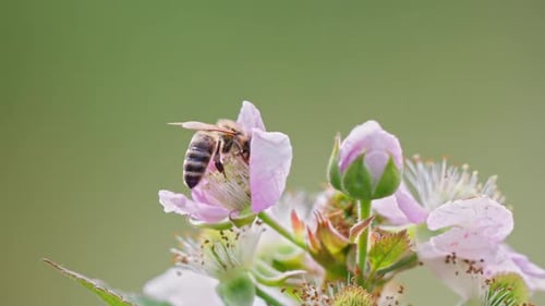Un gros plan captivant avec une abeille et une fleur