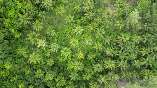 Aerial view of green, jungle of coconut trees, in Koh Samui, Thailand