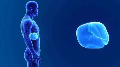Anatomie du foie humain vue dans un corps bleu