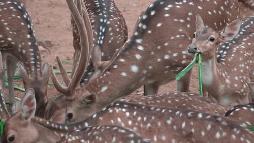 Spotted Deer Eating Grass Together in Natural Habitat