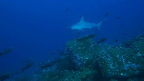 School of Hammerhead Sharks in Deep Blue