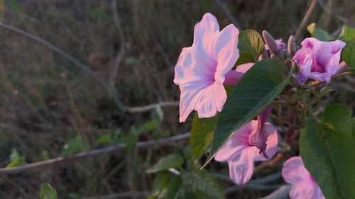Pink Flowers Blooming in Morning Light