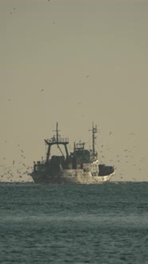 Fischtrawler, Meeresvögel fangen Küstengewässer, tagsüber, Kommerziell Fischfang