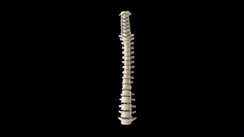 3D Animated Human Spine Rotating Medical Anatomy