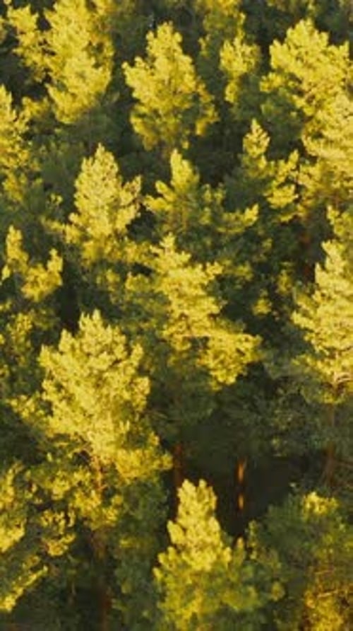 Aerial View Of Green Pine