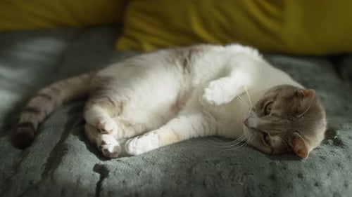 Cat Catching Toy Ball While Lying Down
