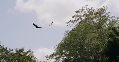 Aigle volant à ciel ouvert avec des ailes largement déployées