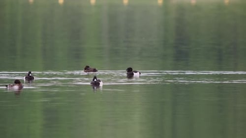 Flock of tufted ducks swimming and floating together on lake water.