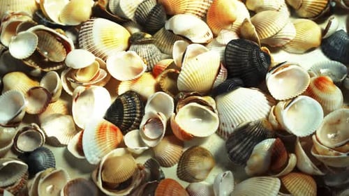 Muscheln von oben, Muschelnahaufnahme, Meeresküste, Sommermuster von Muscheln