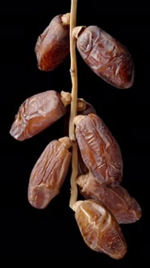 Dried dates on a branch rotating slowly, isolated on a black background. Vertical video.
